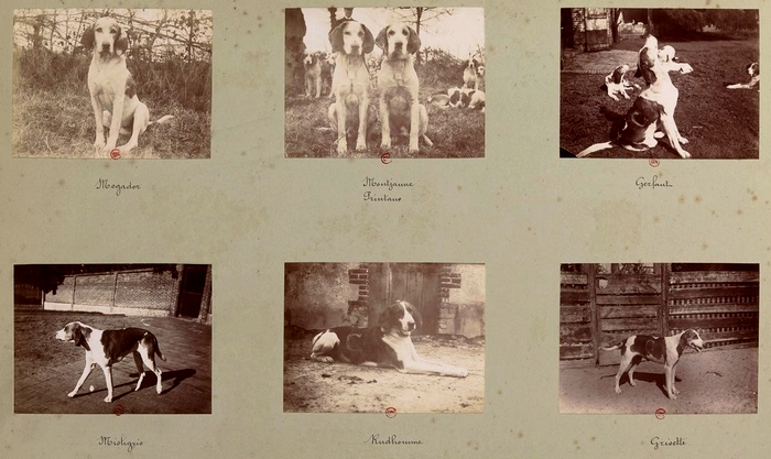 La meute (5) - Tiré de l'ouvrage L'Equipage du marquis de Chambray - Photos de Maurice de Gasté (1894) - Bnf (Gallica)